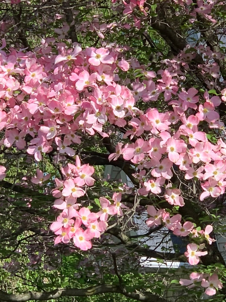 Dogwood Blossoms