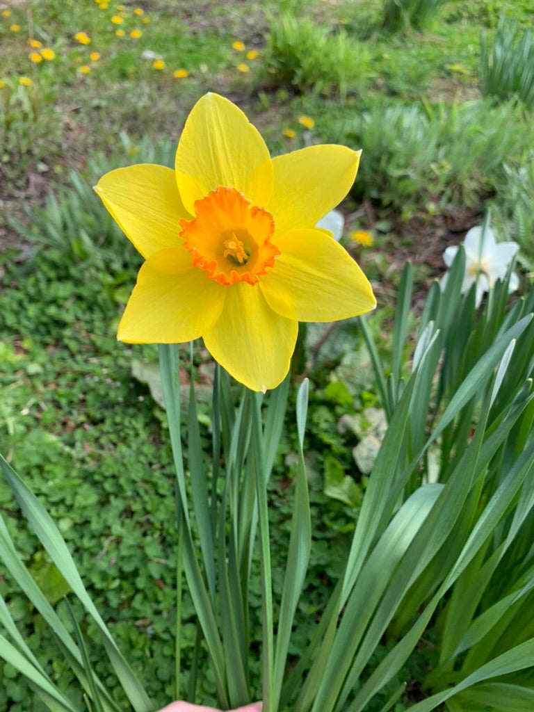 Daffodil Petals