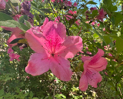 Pink Azalea Blooms with green leaves in a natural setting