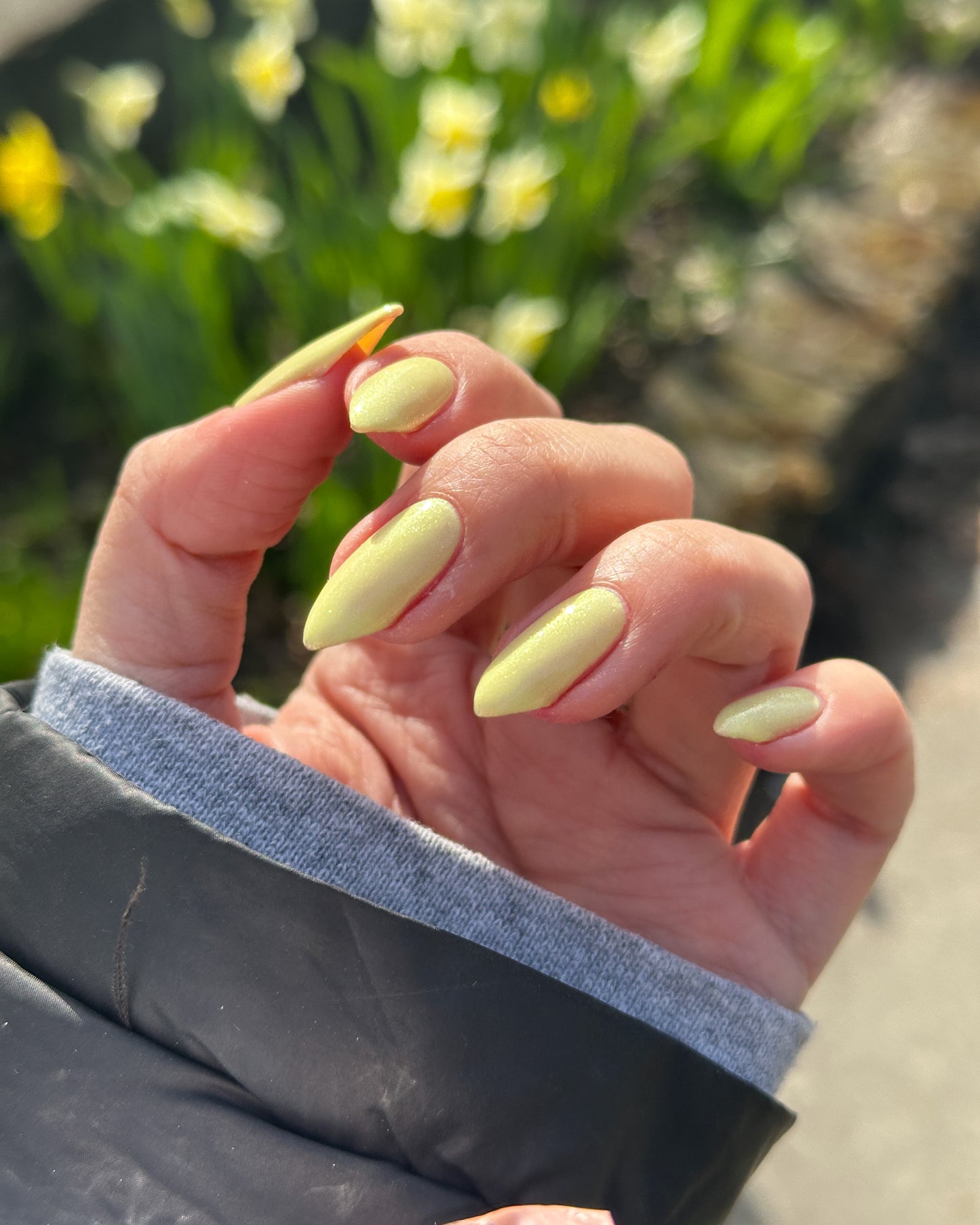 Daffodil Petals