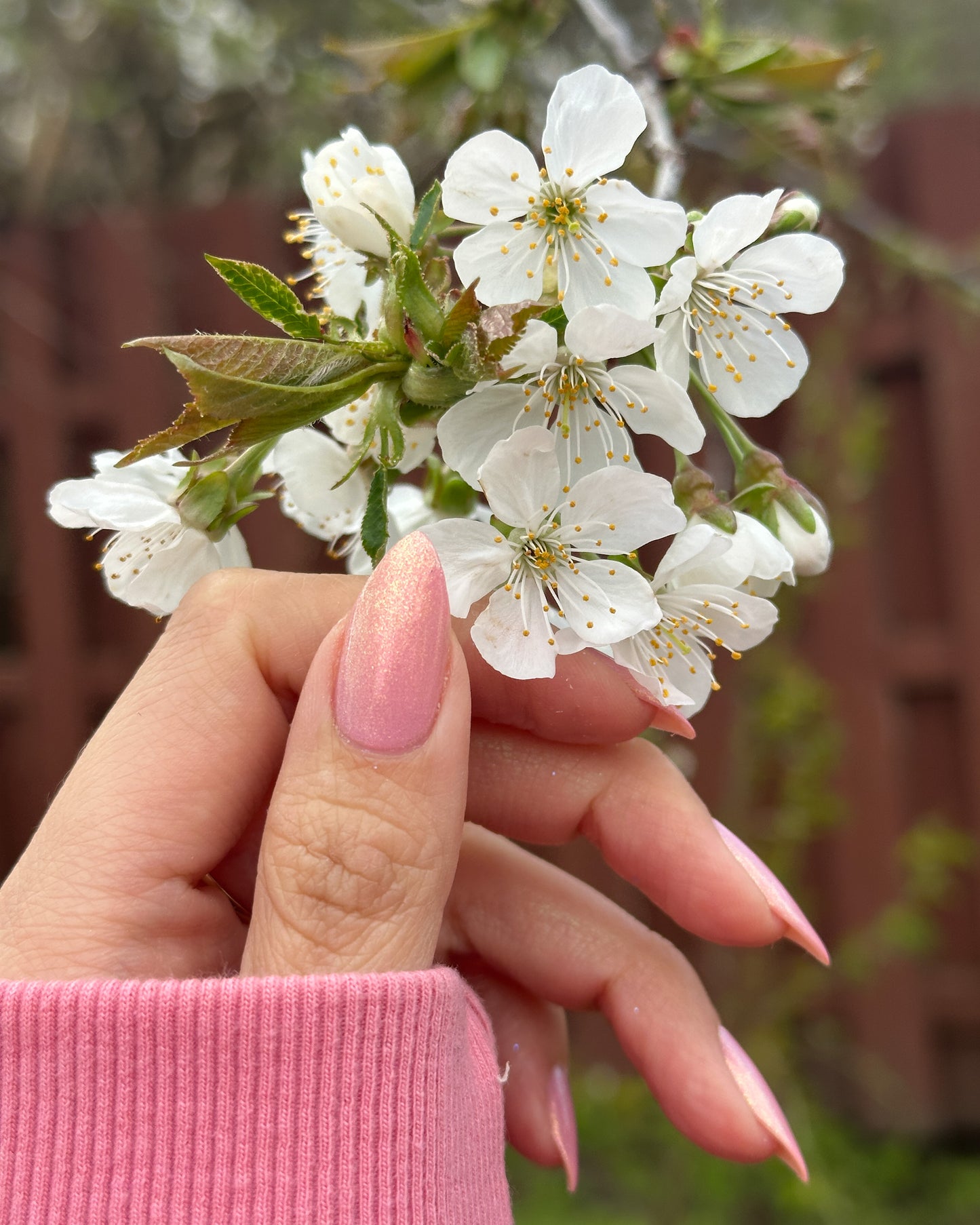 Dogwood Blossoms