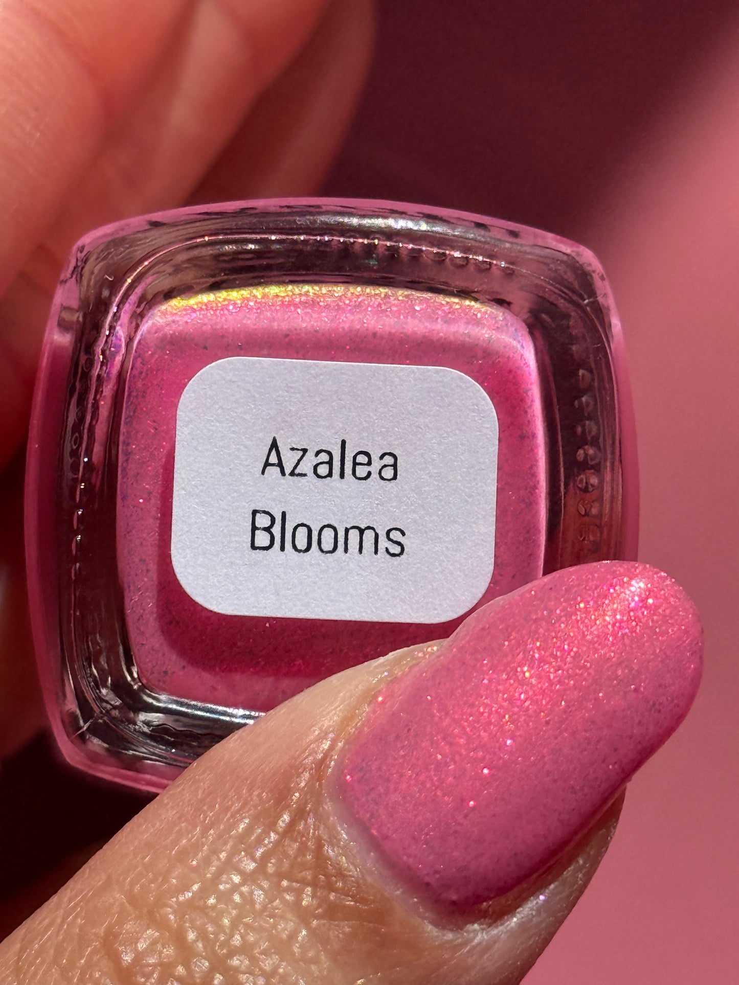 Azalea Blooms